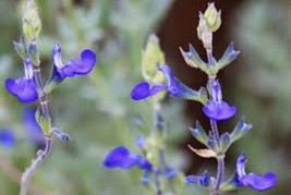 Germander Sage Blue Sage Salvia Chamaedryoides- 25 Seeds Fresh Gardening USA Shi - $13.98