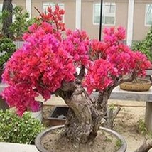 US Seller 50Pcs Bougainvillea Seeds Red Flowers Fast Shipping - £11.29 GBP