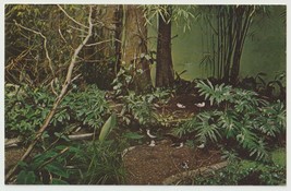 BIRDS OF THE MARSH Bronx Zoo NY Vintage Postcard Posted 1970 Washington ... - £3.91 GBP