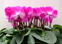 10seeds Cyclamen flower ,Ideal potted plants for 4 seasons ,beautiful color - £23.65 GBP