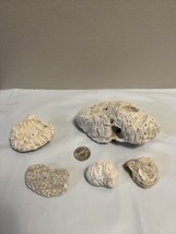Lot Of 5 Dried Natural Coral Fossil Beach Ocean Sea Reef Fish tank Aquarium - $21.67 CAD