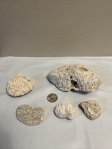 Lot Of 5 Dried Natural Coral Fossil Beach Ocean Sea Reef Fish tank Aquarium - $15.83