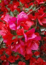 PATB Well Rooted SAN DIEGO RED Bougainvillea starter/plug plant - £21.71 GBP