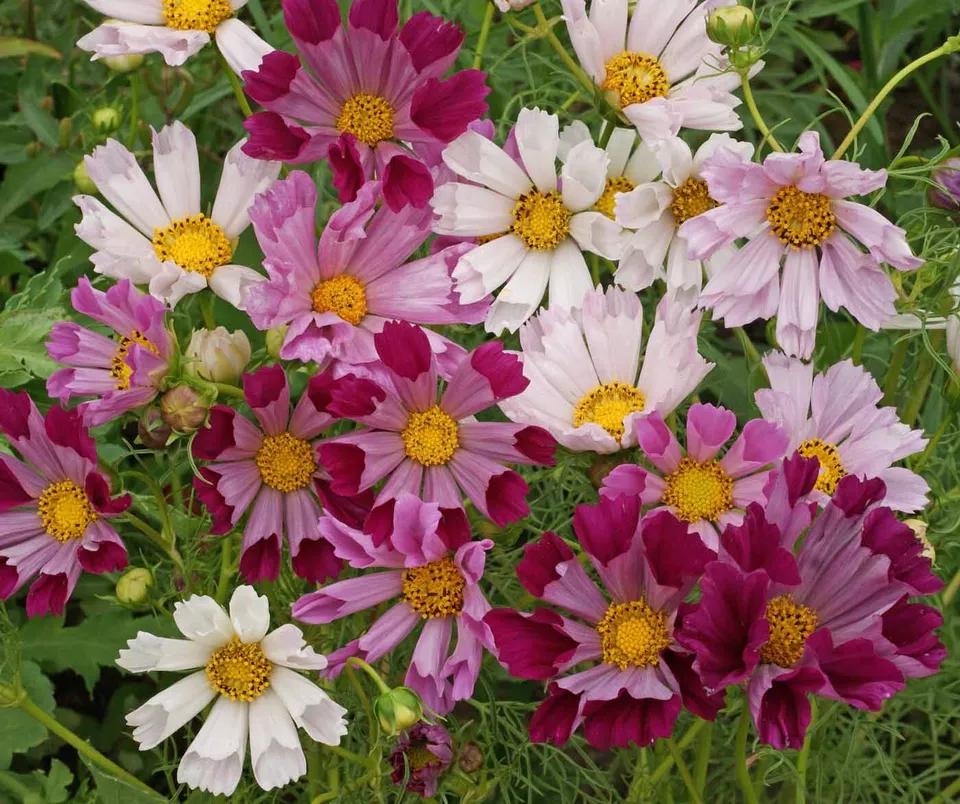 100 Seeds Per Packet Sulphur Cosmos Bright Lights  - £6.76 GBP