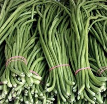 15 Seeds Green Yard Long Bean Asian String Beans Free Round Eggplant Seeds Garde - £8.14 GBP