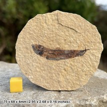 Fish fossil in matrix - usa eocene, genuine uk seller - $23.73