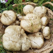 10 Jicama Seeds Crisp Mild Tuber Sweet Tasty New Fresh Seeds USA - $17.50