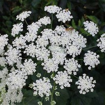 Ammi Ajus Select White Blooms Also Cal Bishops Flower Great In 25 Seeds Gardenin - $13.50