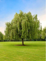10+ Weeping Willow tree cuttings. Fresh! unrooted cuttings - $18.99