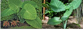 Live Plant Thailand Giant Elephant Ear (Thai Giant) Colocasia gigantea FREE SHIP - $58.99