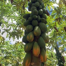 Giant Formosa Papaya from Brasil - Carica papaya - 10+ Seeds (GX 054) - £3.98 GBP