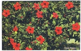 Florida Postcard Hibiscus Flowers Queen of South Florida - £1.68 GBP