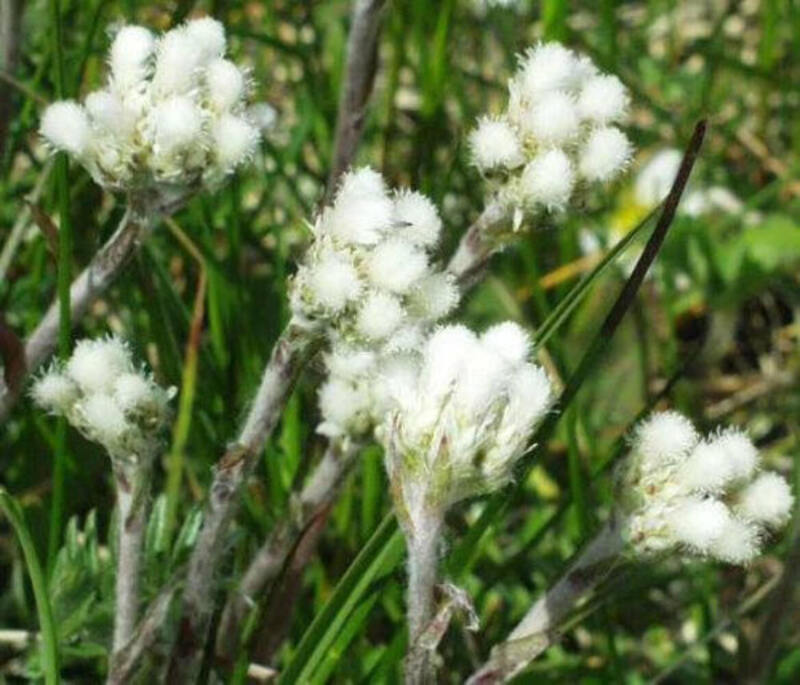 Grow 150 White Pusytoes Cats Paws Antennaria Flower Seeds - $9.11