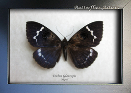 Himalayan Blue Owl-moth Erebus Glaucopis Rare Framed Entomology Shadowbox - $59.99