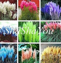 Mixed Colors Pampas Grass Plant Bonsai Balcony Colorful Grass Flores Best Natura - £4.78 GBP