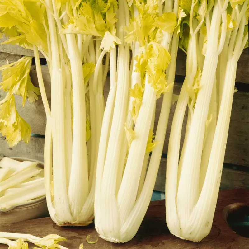 500 Seeds Golden Pascal Celery Heirloom Seeds Sprout Fast Quick Delight - £7.62 GBP