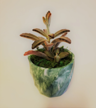 Succulent Planter with Chocolate Soldier Plant, Green Marble Kalanchoe Tomentosa image 2
