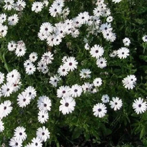 100 African Daisy Seeds White Flower Seeds - £9.19 GBP