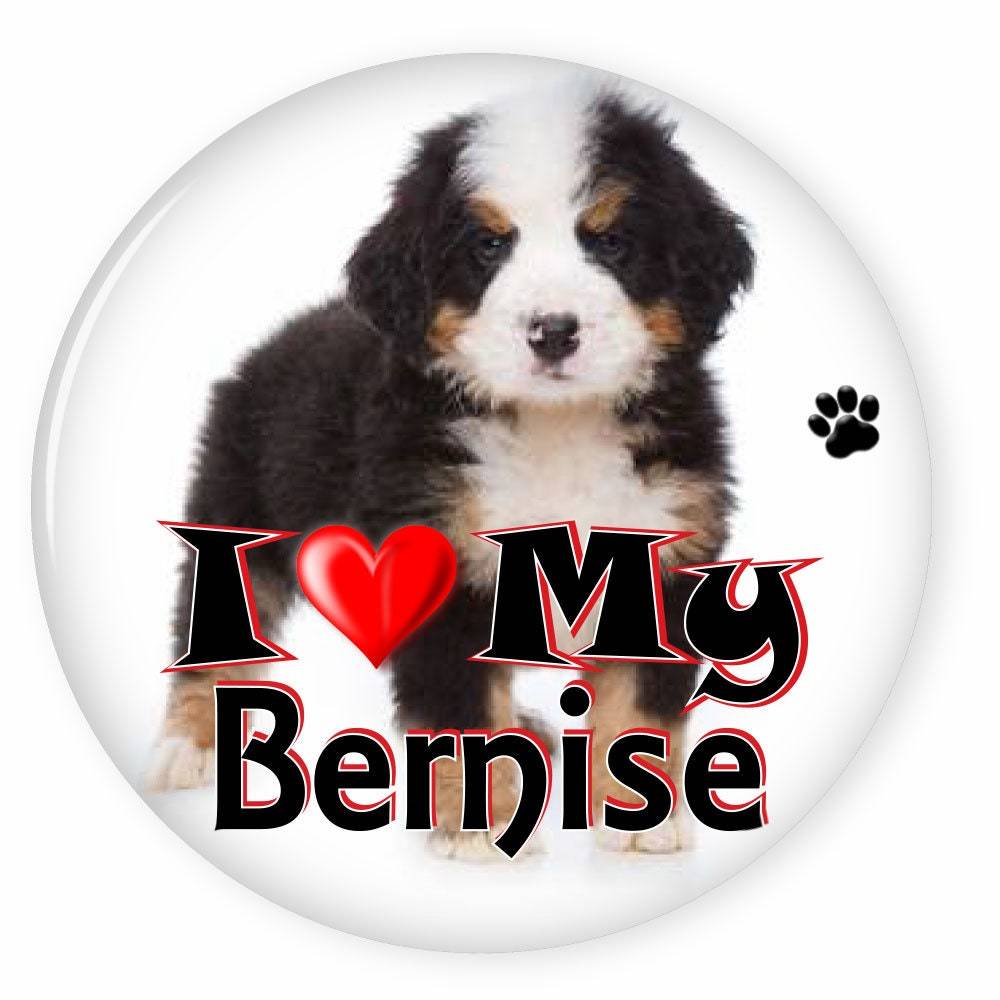 I Love My  BERNISE MOUNTAIN Dog Puppy 3&quot; CAMPAIGN Pin Back Button For yo... - $7.99