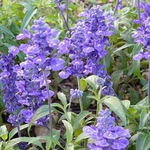 Fresh New 500 Blue Bedder Sage Salvia Farinacea Flower Seeds USA Seller - $14.90