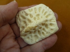(G500-245) 1-7/8&quot; Gator ALLIGATOR BACK SCUTE bone bones BONY skutes croc... - $11.29