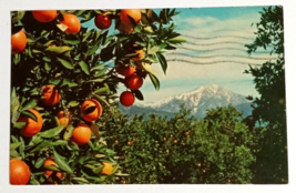 Oranges and Snow Capped Mountains California CA UNP Curt Teich Postcard c1960s - $3.99