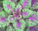 250 Seeds Red Russian Kale Non Gmo - $9.50