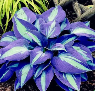 1 Pack 200 Purple White Hosta Plant Seeds Hosta plantaginea Garden Flowers - $185.31 MXN