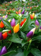 20 seeds Colorful Ornamental Pepper Mini Bubble Rainbow Garden Seed - $10.75