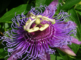 Passiflora incarnata maracuja passion fruit vine maypop fragrant seed 100 SEEDS - £18.36 GBP