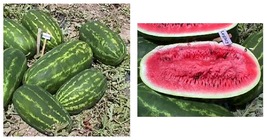 60 Seeds / Pack High Yields Legacy Long Red Watermelon Seeds, Professional Pack - £18.16 GBP