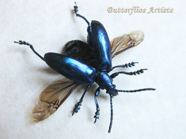 Real Blue Frog Legged Flying Beetle Sagra Longicollis Framed Entomology Display  - $44.99