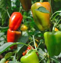 Bell Pepper California Wonder 25 Seeds Sweet Large Fruit Fresh Seeds Gar... - $3.38