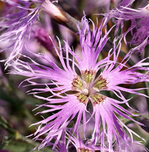 Dianthus RAINBOW LOVELINESS Mix Fragrant Heirloom NonGMO 200 Seeds - £7.17 GBP