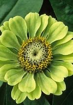 TH 30 + Gigante Verde Lime &quot; Envy &quot; Zinnia Semi di Fiori / lungo Durata - £11.72 GBP