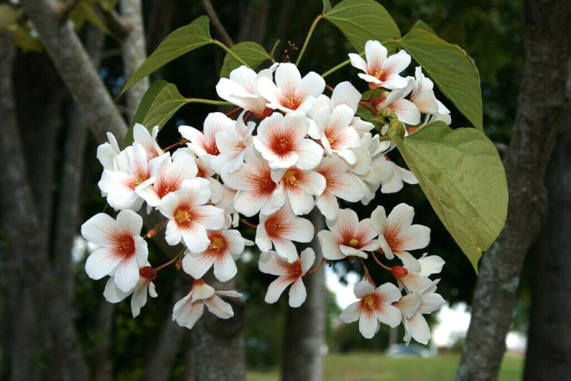 Best 10 TUNG OIL TREE SEEDS Vernicia fordii