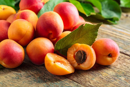 5 Seeds Manchurian Apricot Fruit Tree Flowering Prunus Mandshurica  - £8.55 GBP