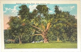 Suicide Oak, City Park, New Orleans, Luisiana, vintage post card - £9.58 GBP