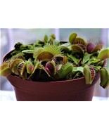 25 Seeds Venus Flytrap Seeds Exotic Carnivorous Flower PlantFrom US - £7.98 GBP