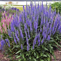 10 Wholesale Perennial Veronica ‘Blue Skywalker’ Speedwell Plants Flowers  - £54.29 GBP