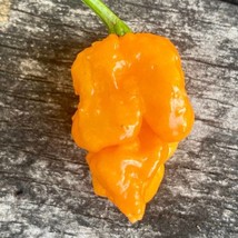 Best Seeds Orange 7 Pot Primo Pepper Seeds - £7.49 GBP