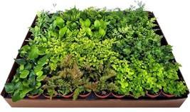 VP Ultimate Fern Collection - Live Plants In 2 Inch Pots - Grower&#39;S Choice - £159.91 GBP