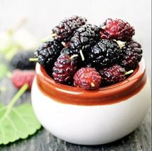 1Pcs Mulberry (morus Rubra) Fruit Live Plant 24”-36” tropical fruit tree  - £62.53 GBP