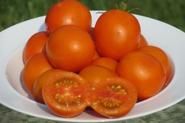 Jaune Flamme Tomato Seeds 25 Organic Seeds Fresh Seeds Fast Shipping - $12.98