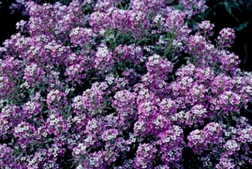 SEPTH Alyssum Seeds, Royal Carpet, Ground Cover Seeds, Bulk Seeds, Heirloom, 500 - £7.85 GBP