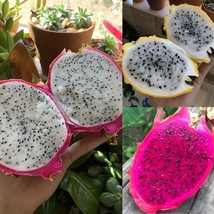 Dragonfruit Variety Pack Best Sellers Seeds Bulk Fruit Nongmo Organic Fresh Gard - £7.70 GBP