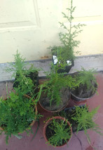 Mexican Cypress (Hesperocyparis Lusitanica) bare root plant 12-14&quot; - $15.84