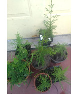 Mexican Cypress (Hesperocyparis Lusitanica) bare root plant 12-14&quot; - $15.84