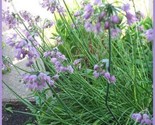 Sale 250 Seeds Allium Nodding Onion Allium Cernuum Flower USA - $9.90