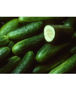 25 + Seeds  Delaware Cucumbers Crunchy Crisp Cucks Vegetable Garden Planting Fro - $8.94